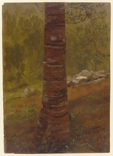 Tree Trunk, Jamaica