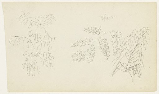 Botanical Sketch of a Fern, Ecuador