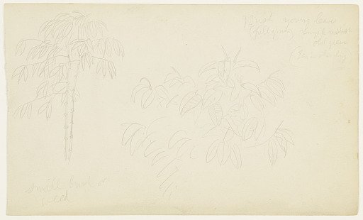 Botanical Sketches, Ecuador