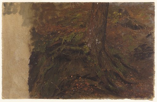 Tree Trunk with Roots