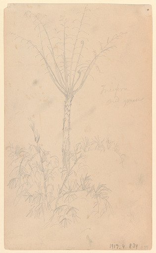 Tree Fern and Grasses, Ecuador