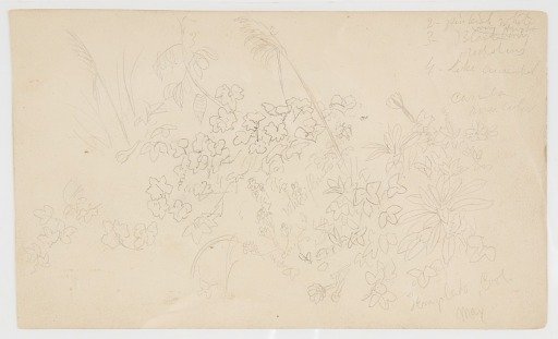 Botanical Sketches, Ecuador