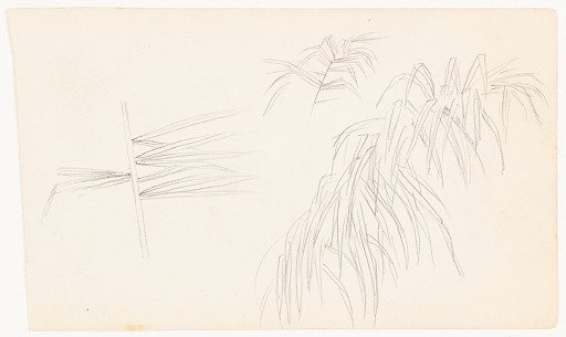 Palm Fronds, Ecuador