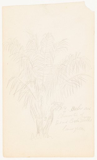 Botanical Sketch of a Palm Tree, Ecuador