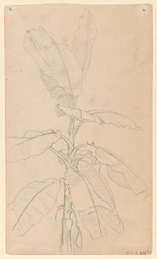 Sketch of a Broad-Leaved Plant, Ecuador