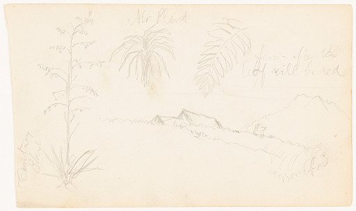 Botanical Sketches with a Landscape View, Ecuador