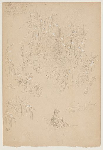 Botanical Studies with a Seated Figure, Ecuador