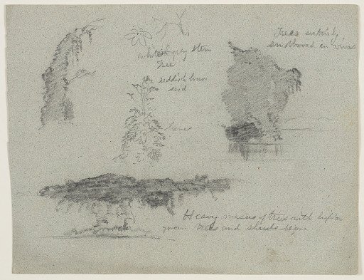 Botanical Sketches along the Río Magdalena, Colombia
