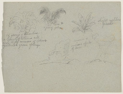 Botanical and Meteorological Sketches from the Río Magdalena, Colombia