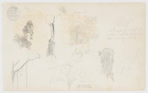 Botanical Sketches, Colombia