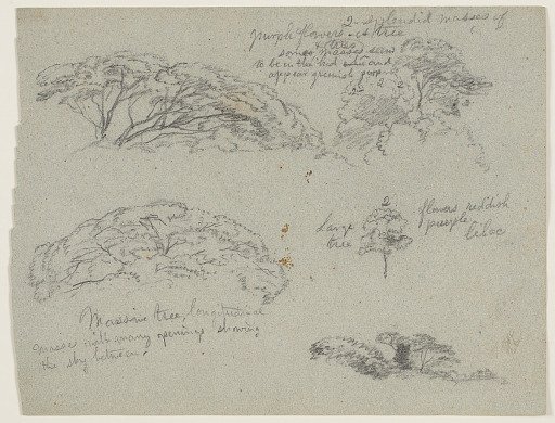 Sketches of Tree Tops, Río Magdalena, Colombia