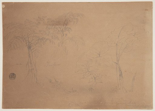 Sketches of Plants and Tree Ferns near Jorje, Ecuador