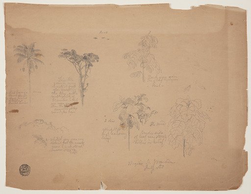 Botanical Sketches with Flying Parrots, Boquia, Colombia