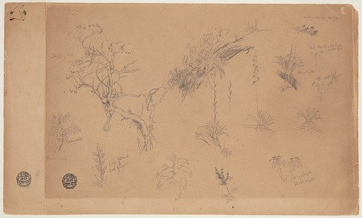 Thirteen Botanical Sketches from Colombia or Ecuador