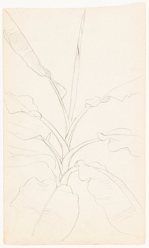 Botanical Sketch, Ecuador