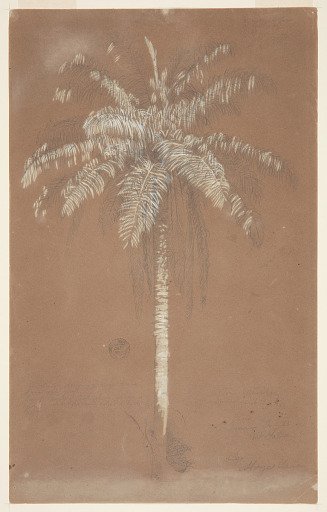 Abaye Palm, Mt. Salus, Jamaica