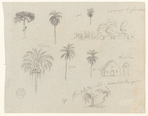 Botanical Sketches with a Church, Río Magdalena, Colombia