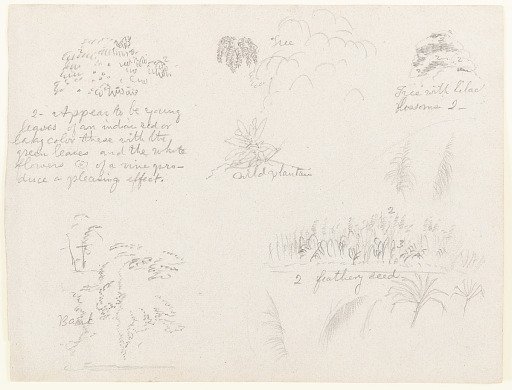 Botanical Sketches along the Río Magdalena, Colombia