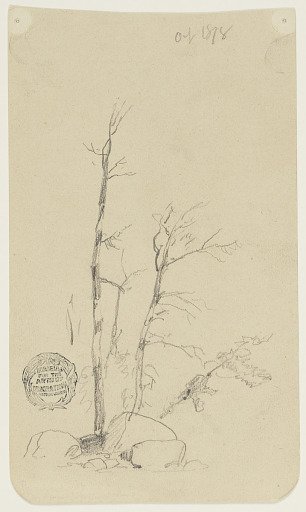 Trees and Boulders near Millinocket, Maine