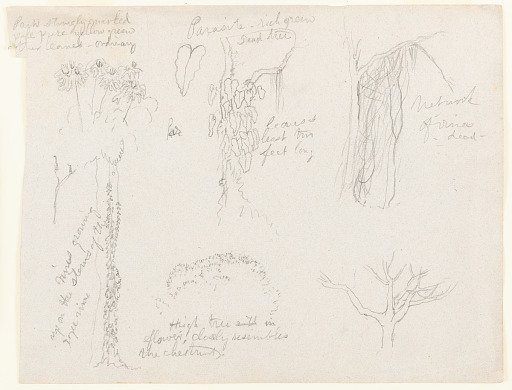 Botanical Sketches from the Río Magdalena, Colombia