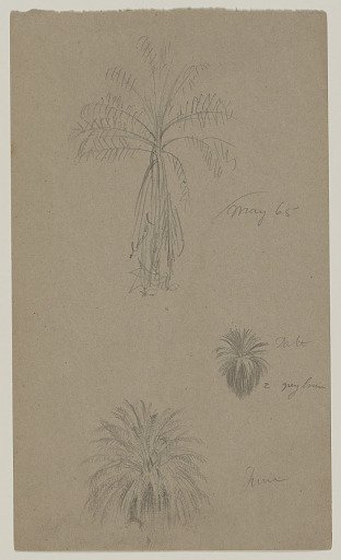 Palm Tree Crowns, Jamaica