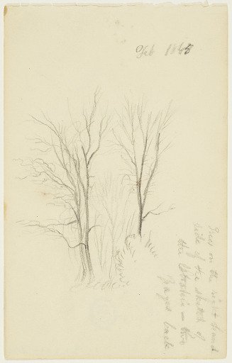 Trees by Streeke Pond, Catskill, New York
