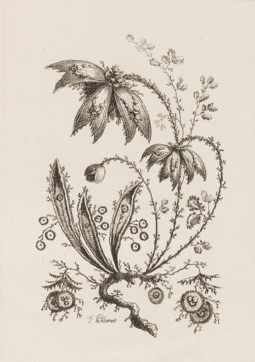 Flower Branch, from "Fleures Persannes"