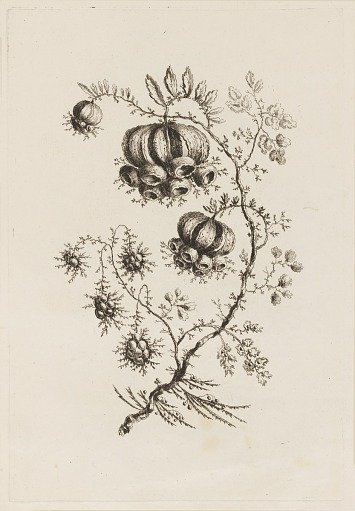 Flower Branch, from "Fleures Persannes"