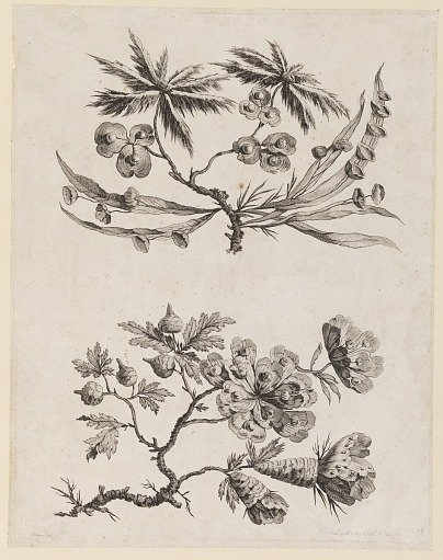 Flower Boughs from, "Recueil de Fleurs Chinois"