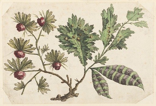 Flower Bough, from "Recueil de Fleurs Chinois"
