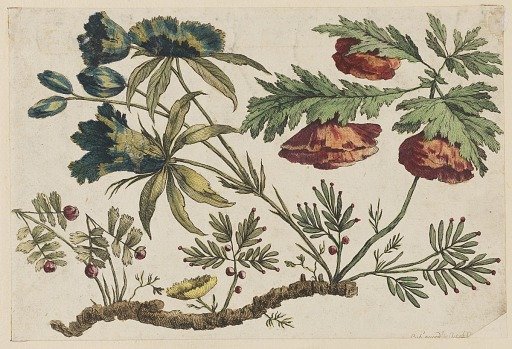 Flower Bough, from "Recueil de Fleurs Chinois"