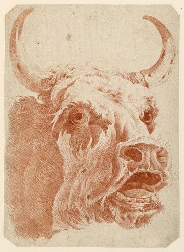 Head of a Cow