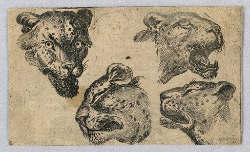 Four Studies of Leopard Heads