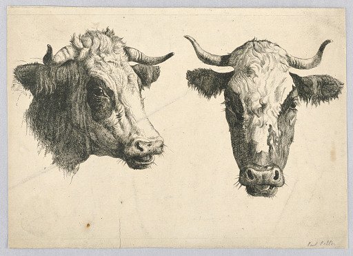 Two Cow Heads