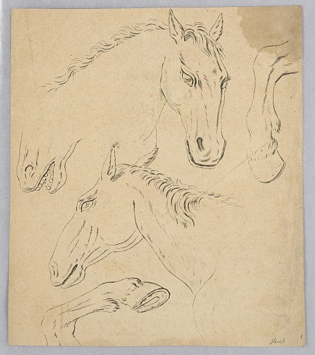 Sketches of Horse Heads and Hooves
