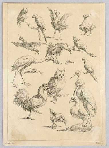 Assortment of Birds, from the "Recueil de differentes études d'animaux..."
