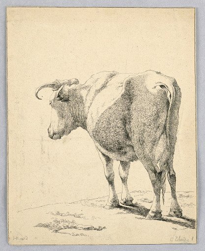 Cow