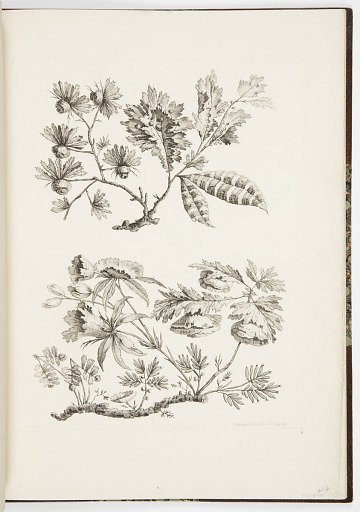 Designs for Chinoiserie Flowers