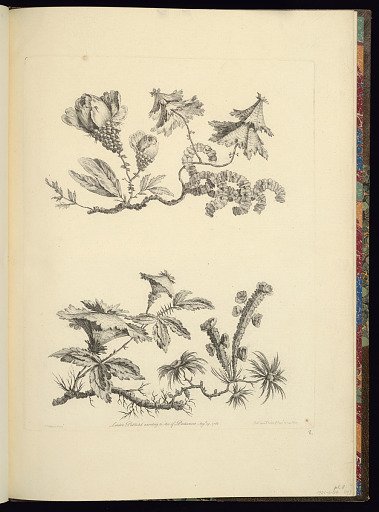 Designs for Chinoiserie Flowers