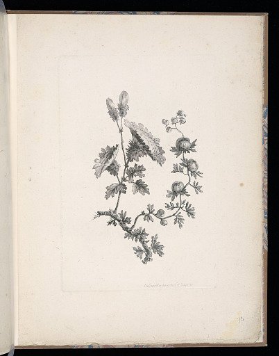 Spray of Flowers
