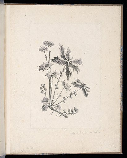 Spray of Flowers