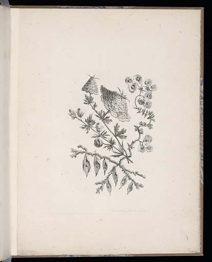 Spray of Flowers
