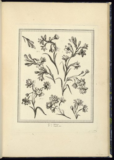 Designs for Flowers: Tuberoses and Yellow Daffodils