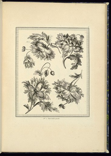 Designs for Flowers: Double Poppies