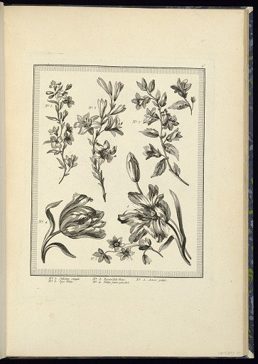 Designs for Flowers: Single Julienne, Pyramidal Bellflower, Artere Petal, White Lily, Yellow Tulip