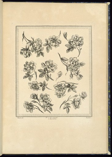 Designs for Flowers: Rose Panachée, Rose of the Wood