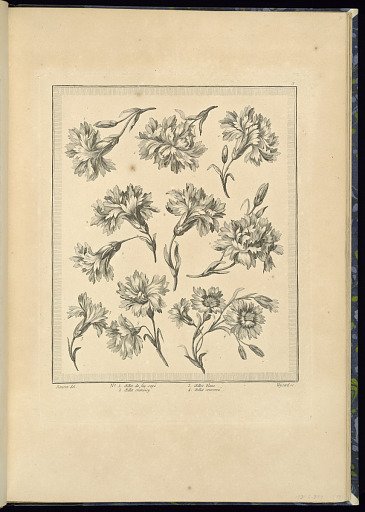 Designs for Flowers: Carnations