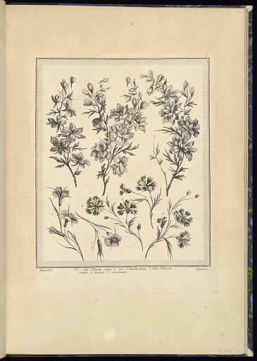 Designs for Flowers: Single Foot of Larkspur, Double Larkspur, Larkspur, Cornflower, Pasque-Flower
