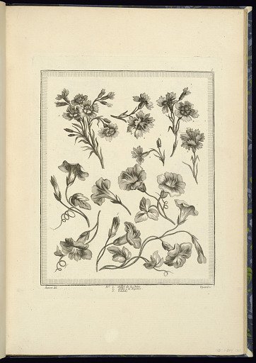 Designs for Flowers: Chinese Carnation, Regency Carnation, Queen’s Wreath