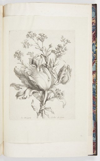 Le Dragon Œillet de Poëte